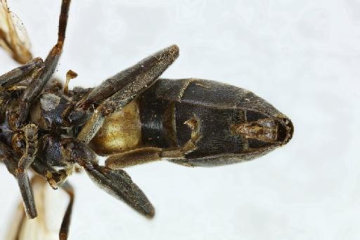 Peradon trilinea (Hull, 1943) - Peradon trilinea female abdomen ventral