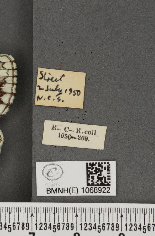 Melanargia galathea serena ab. semigalene Stauder, 1929 - BMNHE_1068922_label_34731