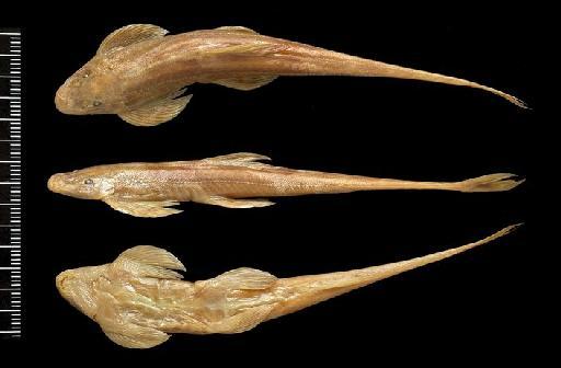 Lepturichthys fimbriata (Günther, 1888) - BMNH 1888.5.15.40, HOLOTYPE, Lepturichthys fimbriata