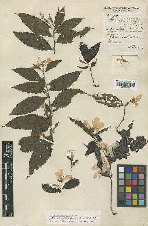 Turnera panamensis Urb. - BM001008420