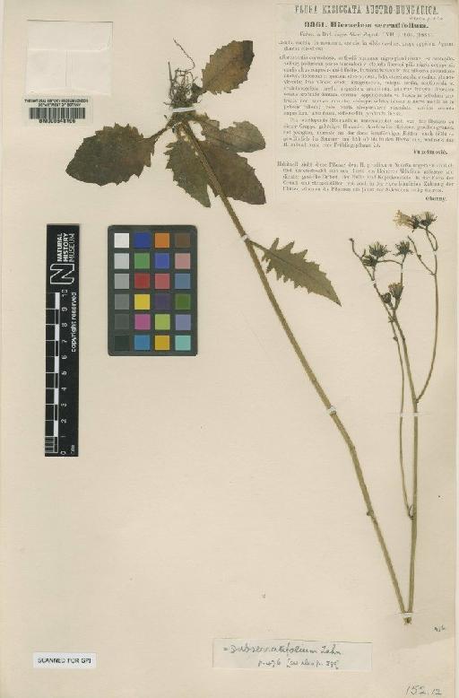 Hieracium praecurrens subsp. subserratifolium Zahn - BM000648196