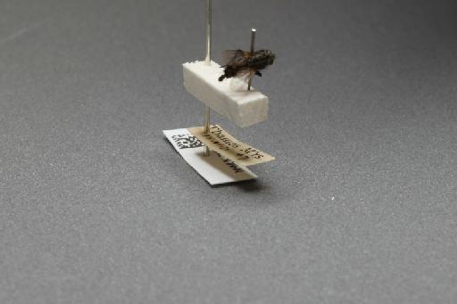 Sarcophaga (Myorhina) nigriventris Meigen, 1826 - 015091795_additional_4