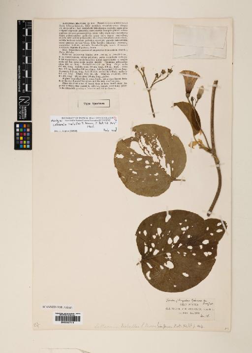 Ipomoea melvillei (S.Moore) Staples - 000927918