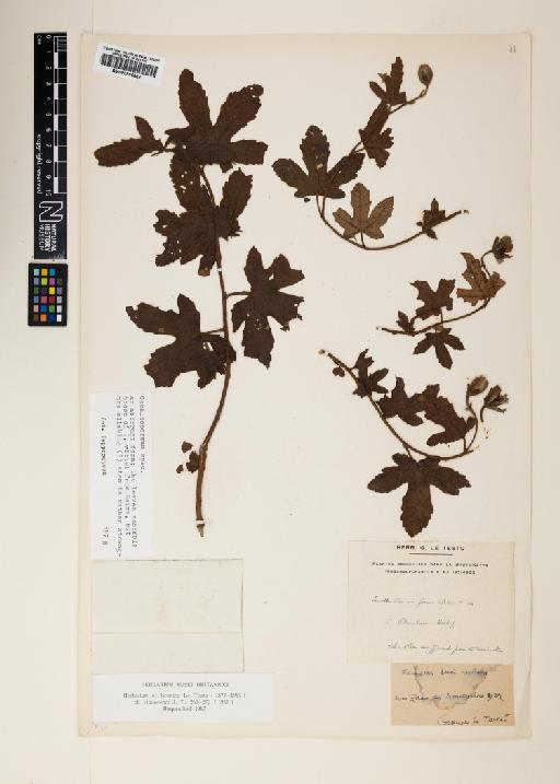 Cochlospermum Kunth - 000895862