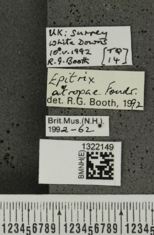 Epitrix atropae Foudras, 1861 - BMNHE_1322149_label_11807