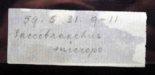 Saccobranchus microps Günther, 1864 - 1859.5.31.9-11; Saccobranchus microps; image of jar label; ACSI project image