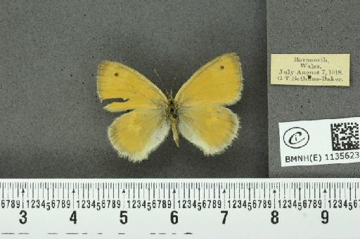 Coenonympha pamphilus (Linnaeus, 1758) - BMNHE_1135623_93674