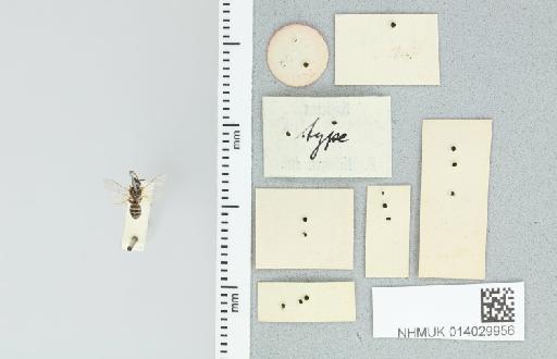Lasioglossum (Ctenonomia) clarum (Nurse, 1902) - 014029956_additional