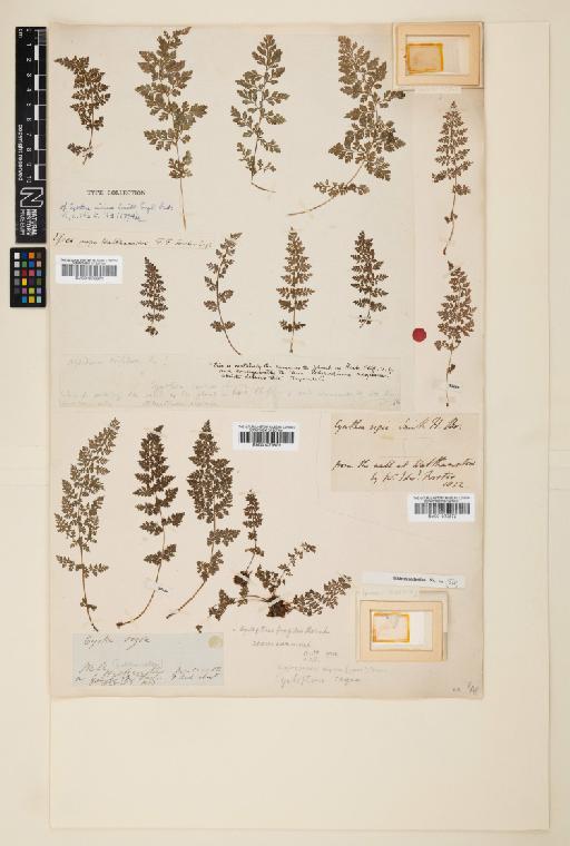 Cystopteris alpina (Lam.) Desv. - 001073873