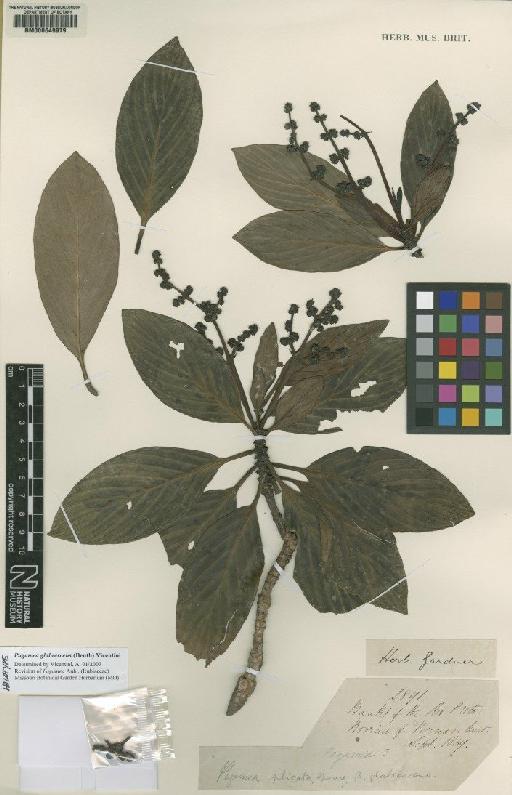 Pagamea glabrescens (Benth.) Vicent. - BM000649979