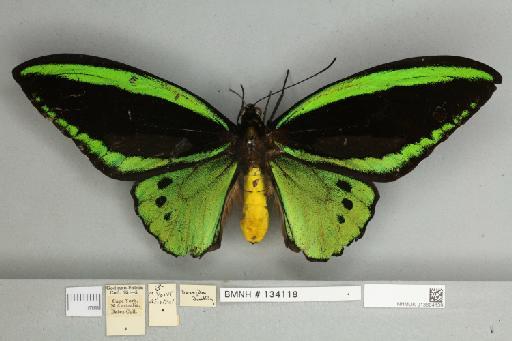 Ornithoptera priamus pronomus Gray, 1852 - 013604139__
