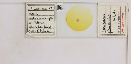 Eurycoccus glomerulus De Lotto, 1961 - 010715078__