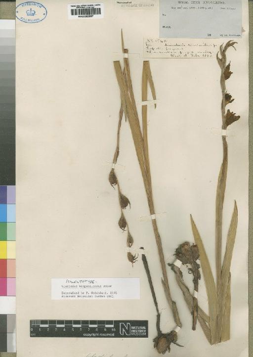 Gladiolus benguellensis Baker - BM000922027