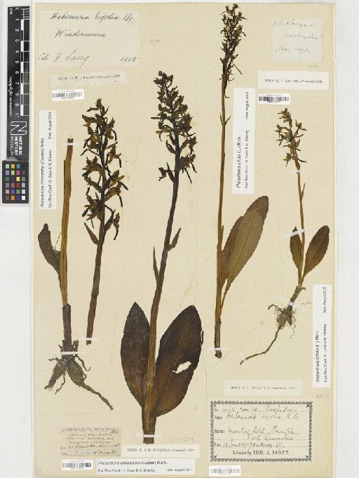 Platanthera bifolia (L.) Rich. - BM001164205