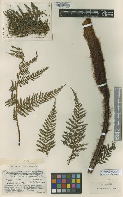 Dicksonia sciurus C.Chr. - BM000097861