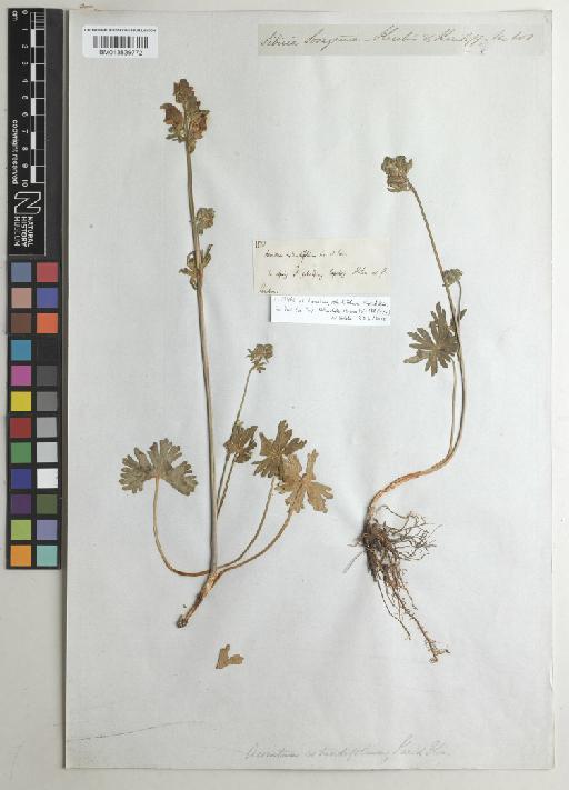 Aconitum rotundifolium Kar. & Kir. - BM013839772