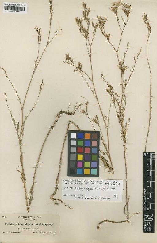 Epilobium paniculatum Nutt. ex Torr. & A.Gray - BM001024281