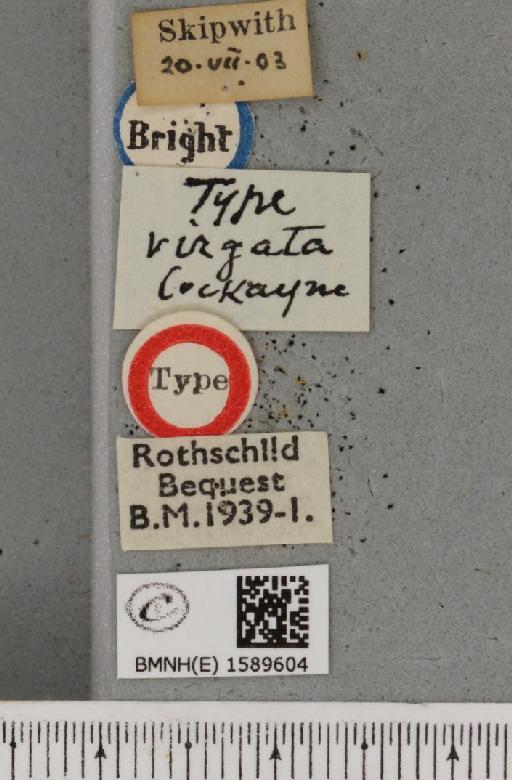 Idaea sylvestraria ab. virgata Cockayne, 1950 - BMNHE_1589604_label_264130