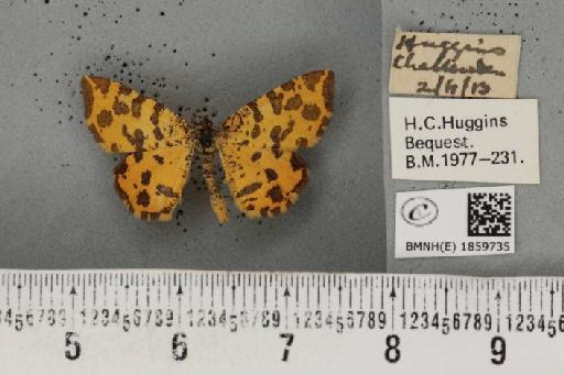 Pseudopanthera macularia (Linnaeus, 1758) - BMNHE_1859735_430031