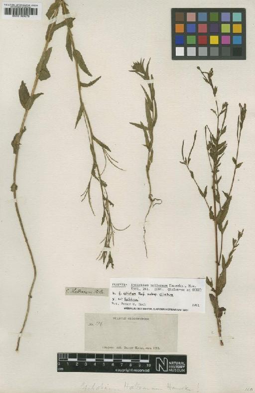 Epilobium ciliatum subsp. ciliatum Raf. - BM001024273