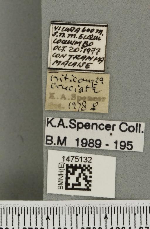 Liriomyza cruciata Blanchard, E.E., 1938 - BMNHE_1475132_label_49791