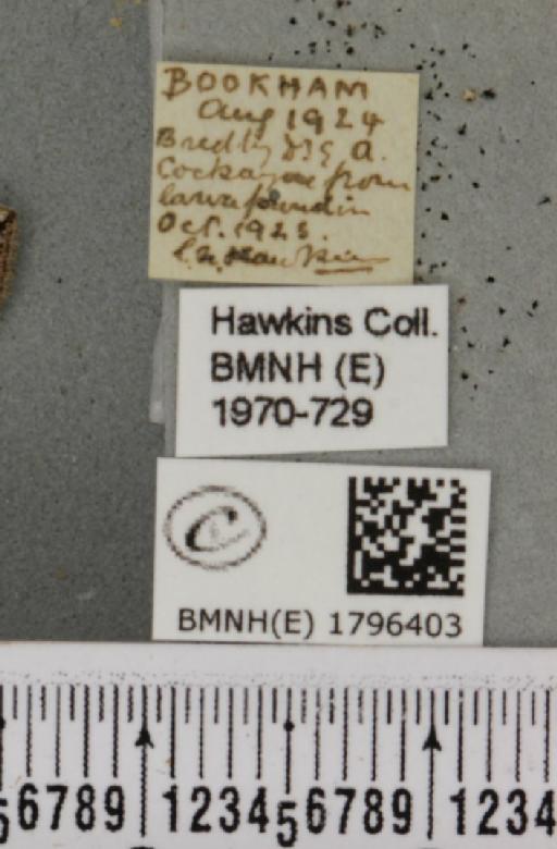 Perizoma bifaciata (Haworth, 1809) - BMNHE_1796403_label_371380