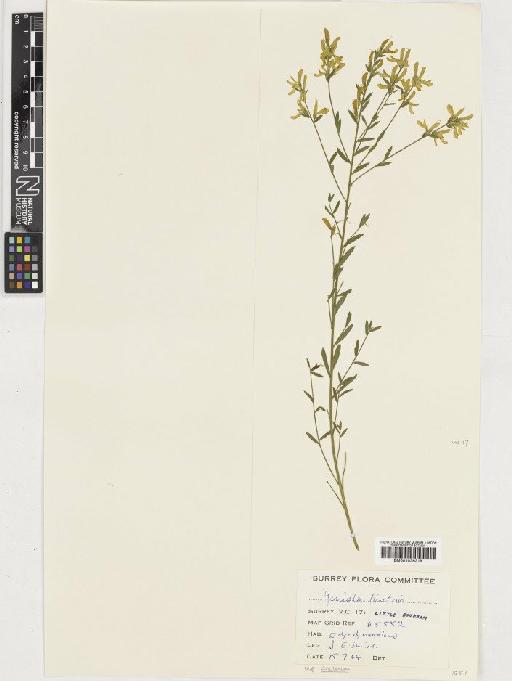 Genista tinctoria L. - BM001036319