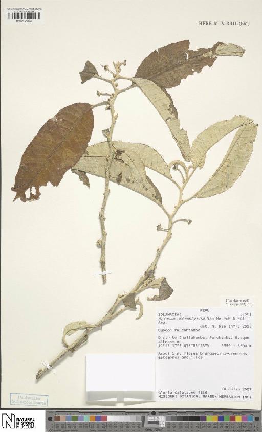 Solanum ochrophyllum Van Heurck & Müll.Arg. - BM001120232