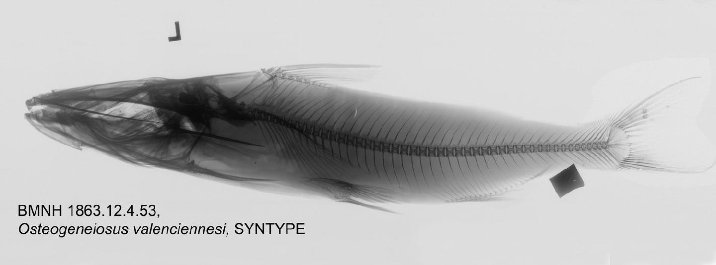 To NHMUK collection (Osteogeneiosus valenciennesi Bleeker, 1846; SYNTYPE; NHMUK:ecatalogue:2595355)