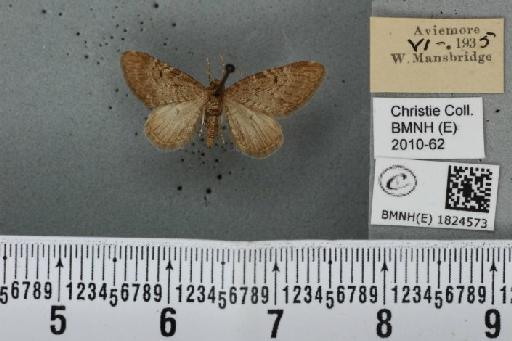 Eupithecia intricata intricata (Zetterstedt, 1839) - BMNHE_1824573_389116