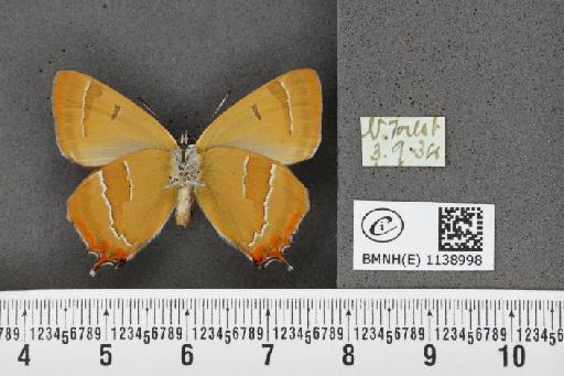 Thecla betulae (Linnaeus, 1758) - BMNHE_1138998_95471