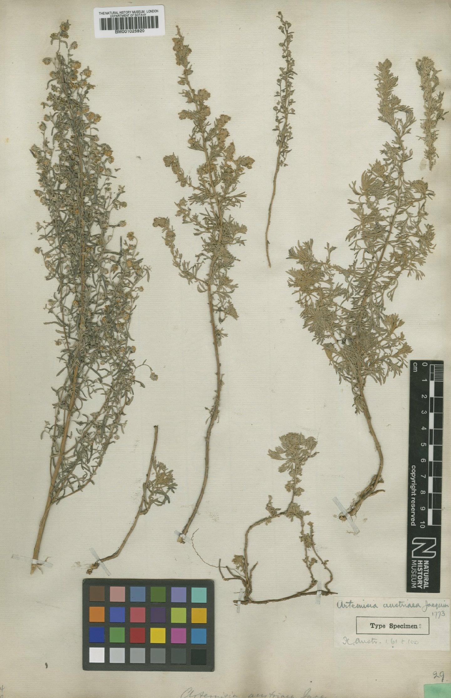 To NHMUK collection (Artemisia austriaca Jacq.; Type; NHMUK:ecatalogue:1920286)