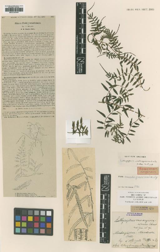 Pteris madagascarica var. lathyropteris (Christ) Tardieu - BM000905166