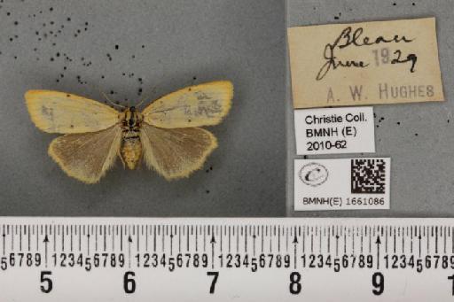 Cybosia mesomella (Linnaeus, 1758) - BMNHE_1661086_284769