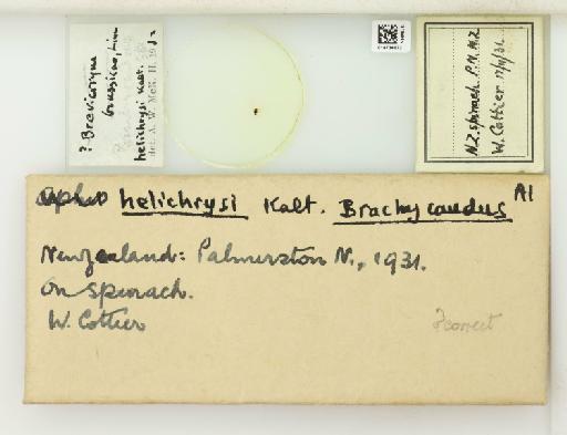 Brachycaudus helichrysi Kaltenbach, 1843 - 014734072_112568_1093334_157666_NoStatus