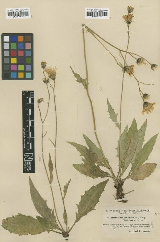 Hieracium caesium subsp. laeticeps (Dahlst.) Zahn - BM001051083