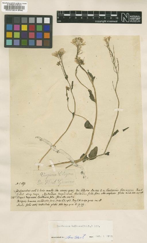 Cardamine bulbosa (Schreb. ex Muhl.) Britton, Sterns & Poggenb. - BM000576264