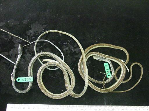 Leptophis mexicanus Duméril, Bibron  & Duméril, 1854 - Leptophis mexicanus 1985.1305-1306.JPG