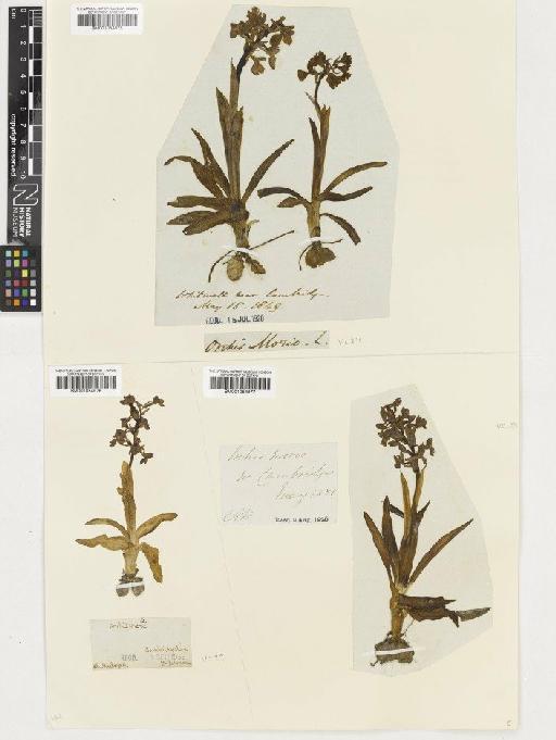 Anacamptis morio (L.) R.M.Bateman, Pridgeon & M.W.Chase - BM001054976