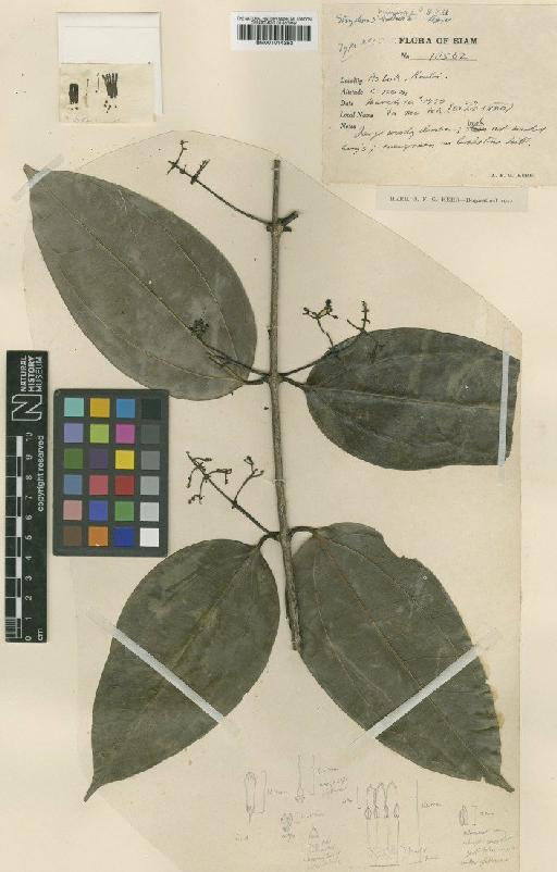 Strychnos krabiensis A.W.Hill - BM001014383