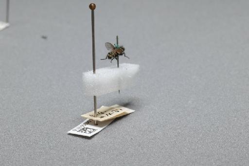 Sarcophaga (Myorhina) nigriventris Meigen, 1826 - 015091918_additional_1