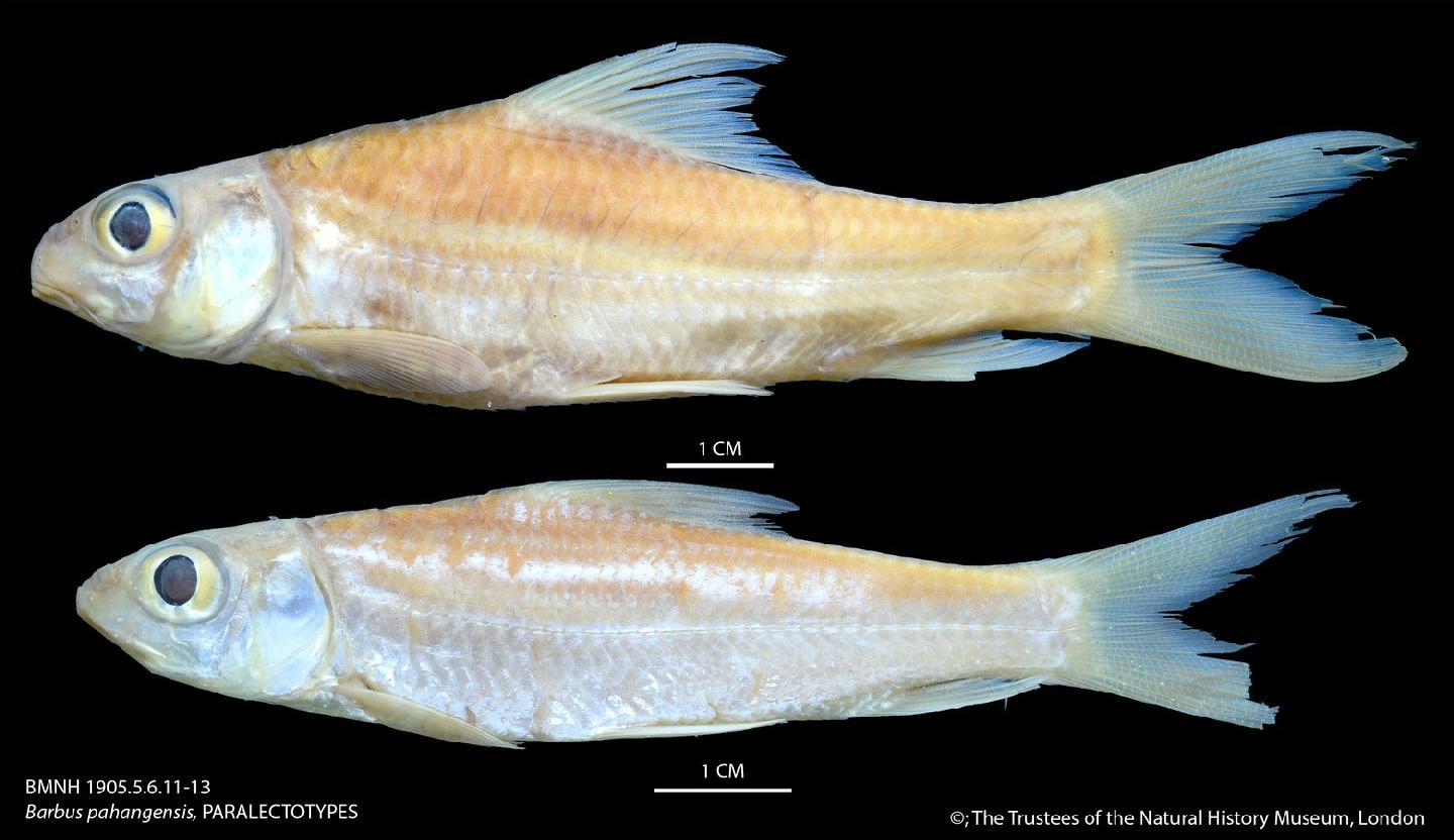 To NHMUK collection (Barbus pahangensis Duncker, 1904; PARALECTOTYPES; NHMUK:ecatalogue:3126896)