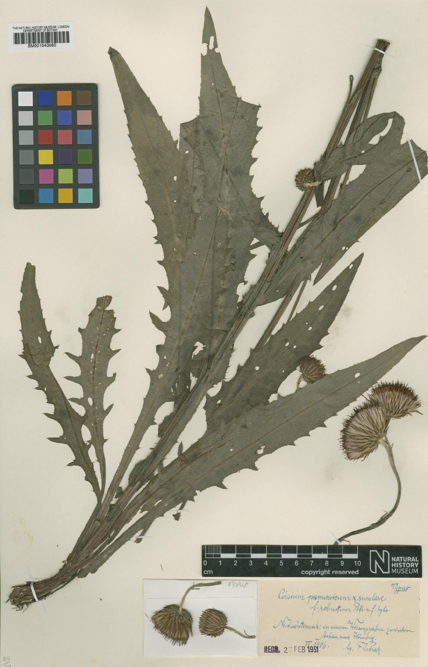 To NHMUK collection (Cirsium pannonicum Link; NHMUK:ecatalogue:1981809)