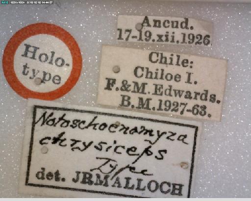 Notoschoenomyza chrysiceps Malloch, 1934 - Notoschoenomyza chrysiceps HT labels 1