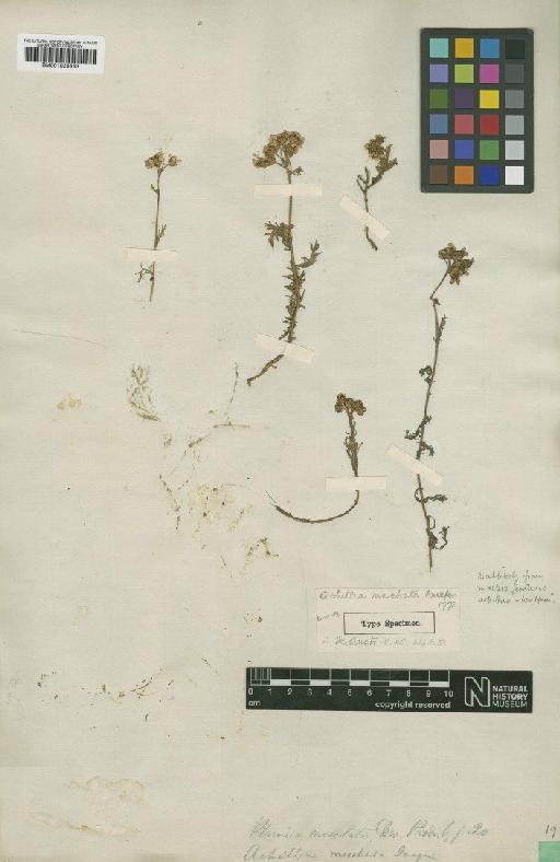 Achillea erba-rotta subsp. moschata (Wulfen) I.Richardson - BM001025863
