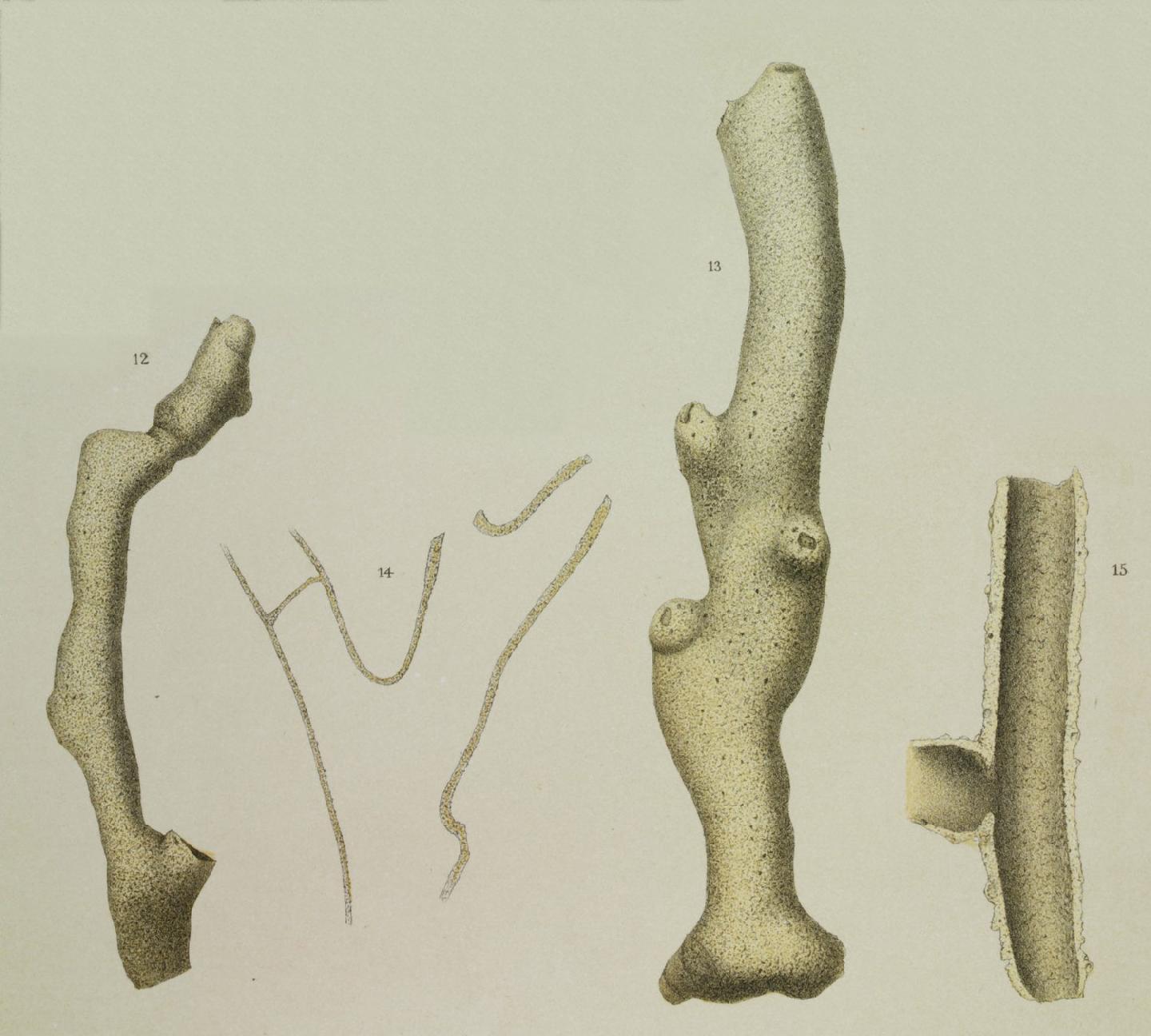 To NHMUK collection (Aschemonella ramuliformis Brady, 1884; Syntype; NHMUK:ecatalogue:3091927)