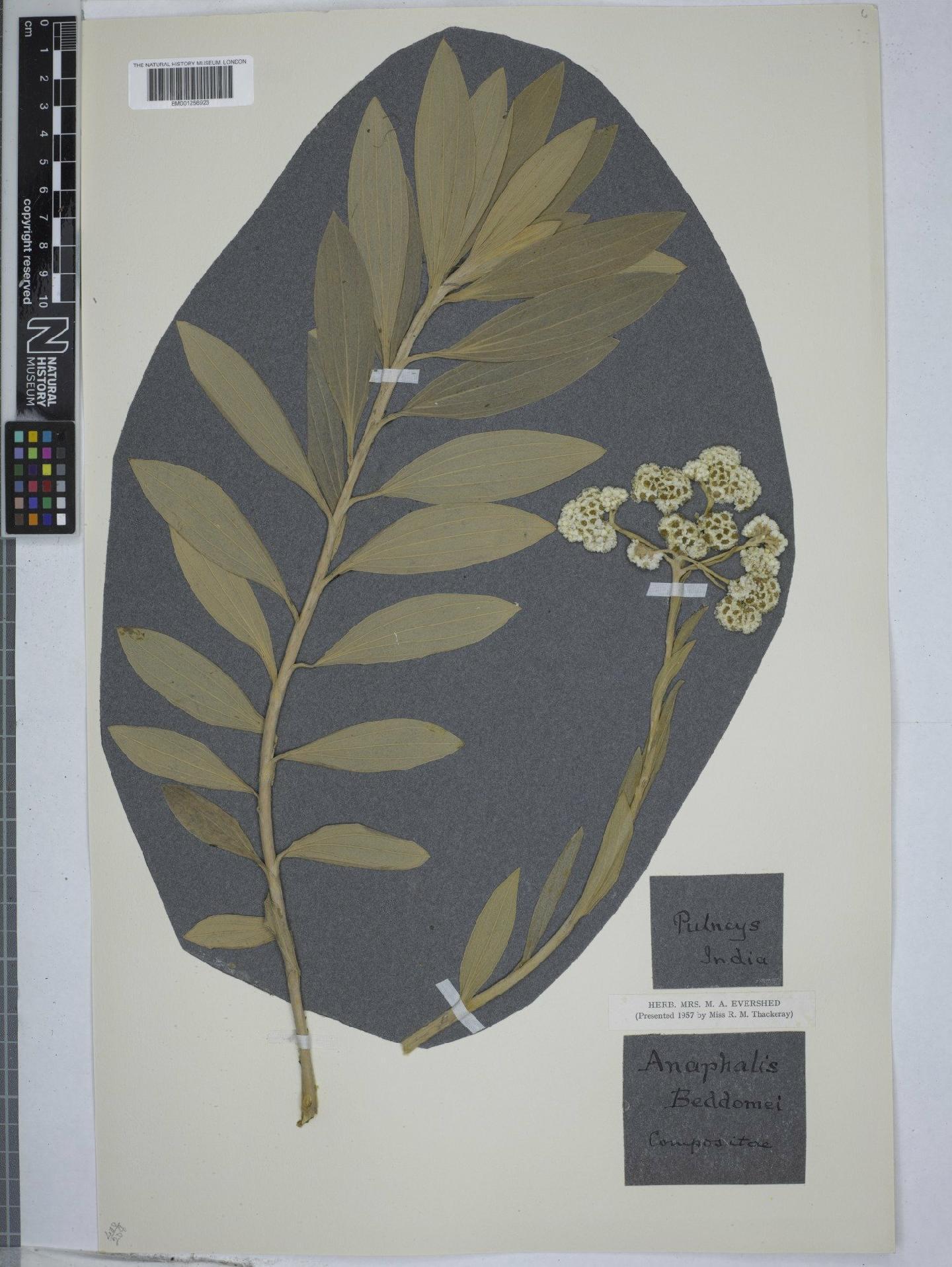 To NHMUK collection (Anaphalis beddomei Hook.f.; NHMUK:ecatalogue:9151726)