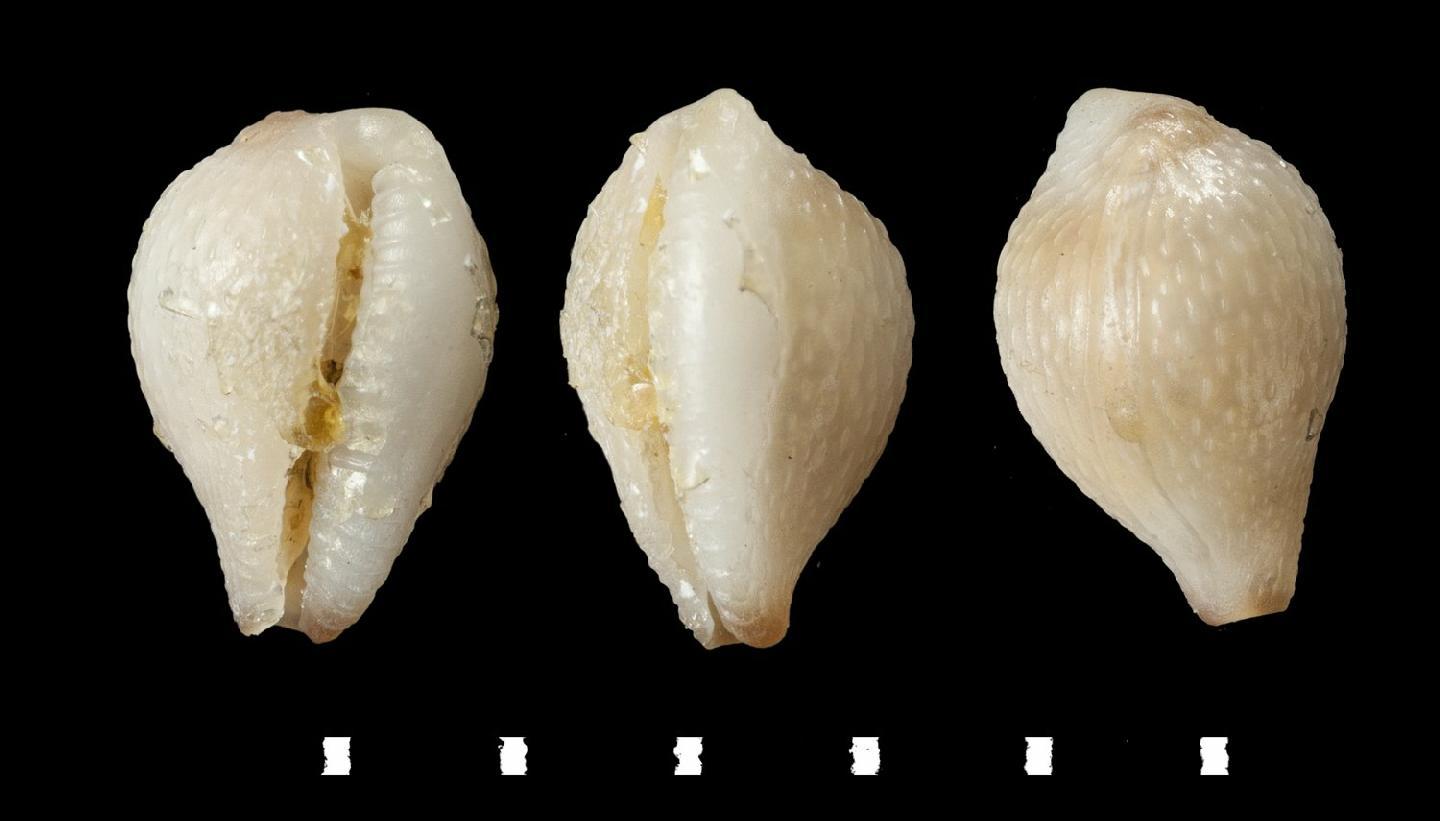 To NHMUK collection (Ovulum corrugatum Hinds, 1844; LECTOTYPE AND PARALECTOTYPES; NHMUK:ecatalogue:5023785)