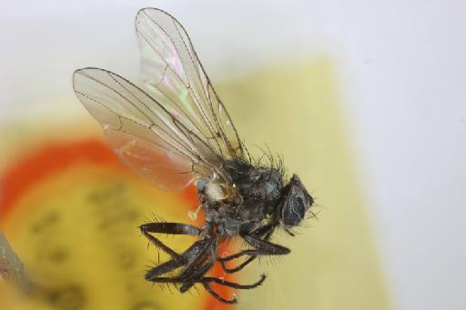 Anthomyia edwardsi (Malloch, 1934) - Anthomyia edwardsi HT lateral