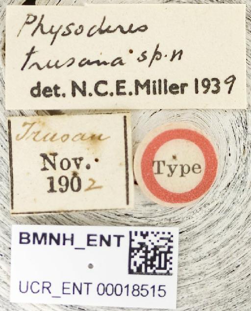 Physoderes trusana Miller, N.C.E., 1940 - Physoderes trusana-BMNH(E)1706490-Holotype female labels UCR_ENT 00018515